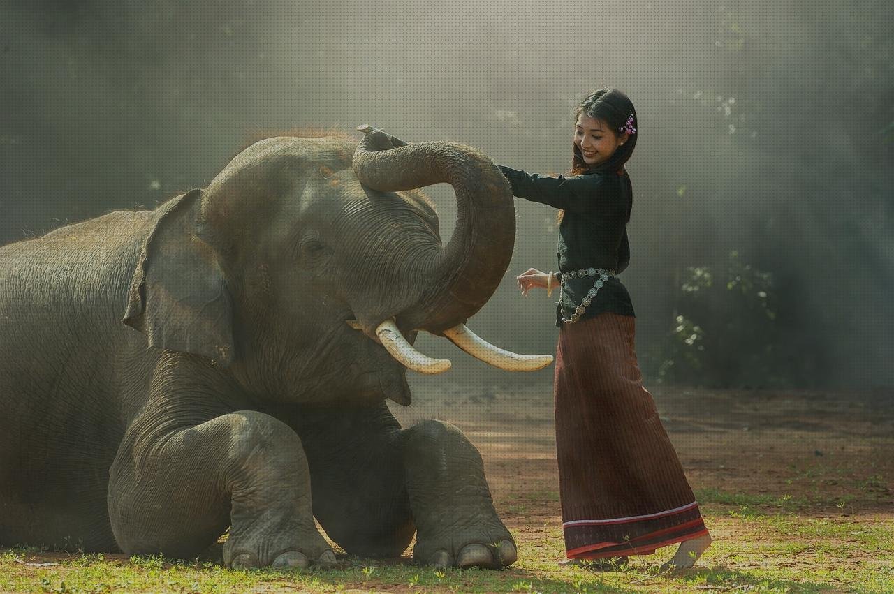 Review de elefante melamina pared