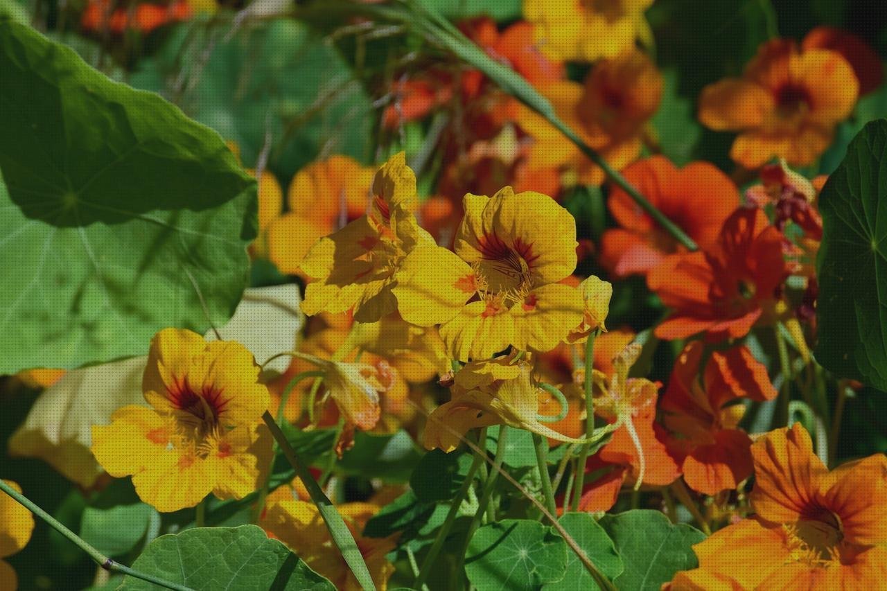 Análisis de las 9 mejores Enredaderas De Plásticos