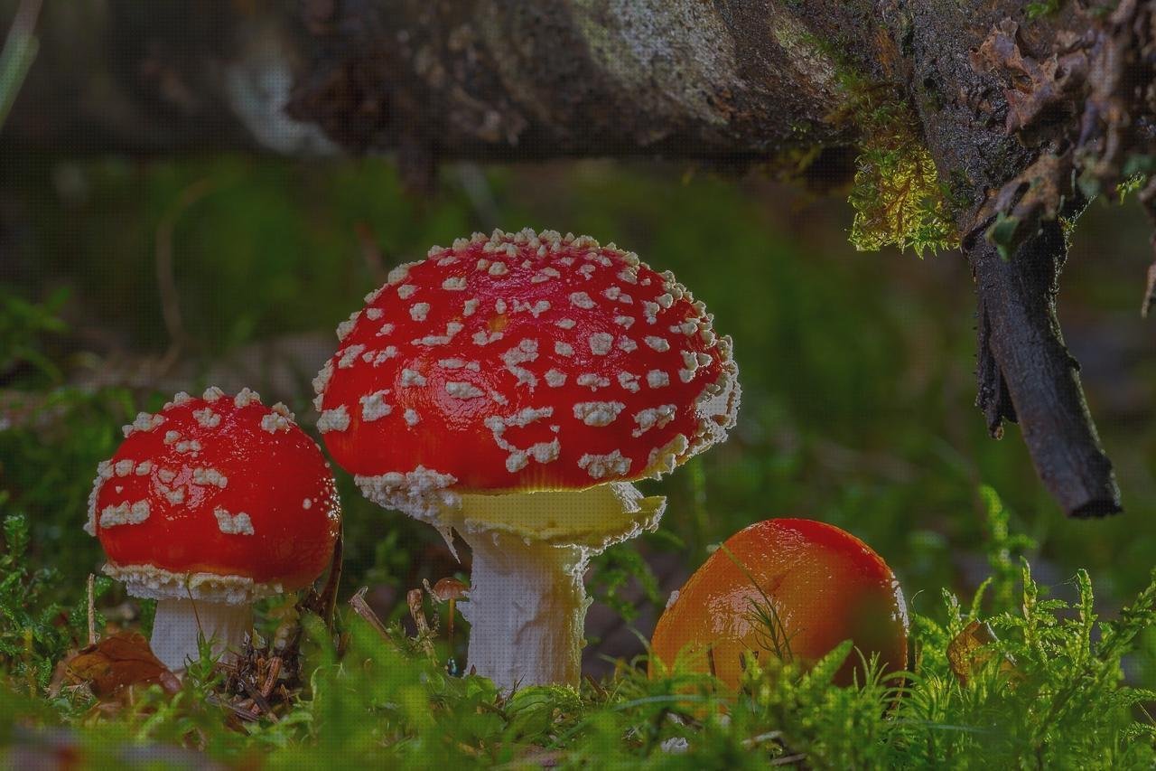 ¿Dónde poder comprar esponja plastica fachadas ventiladas de policarbonato fachada policarbonato esponja melamínica?