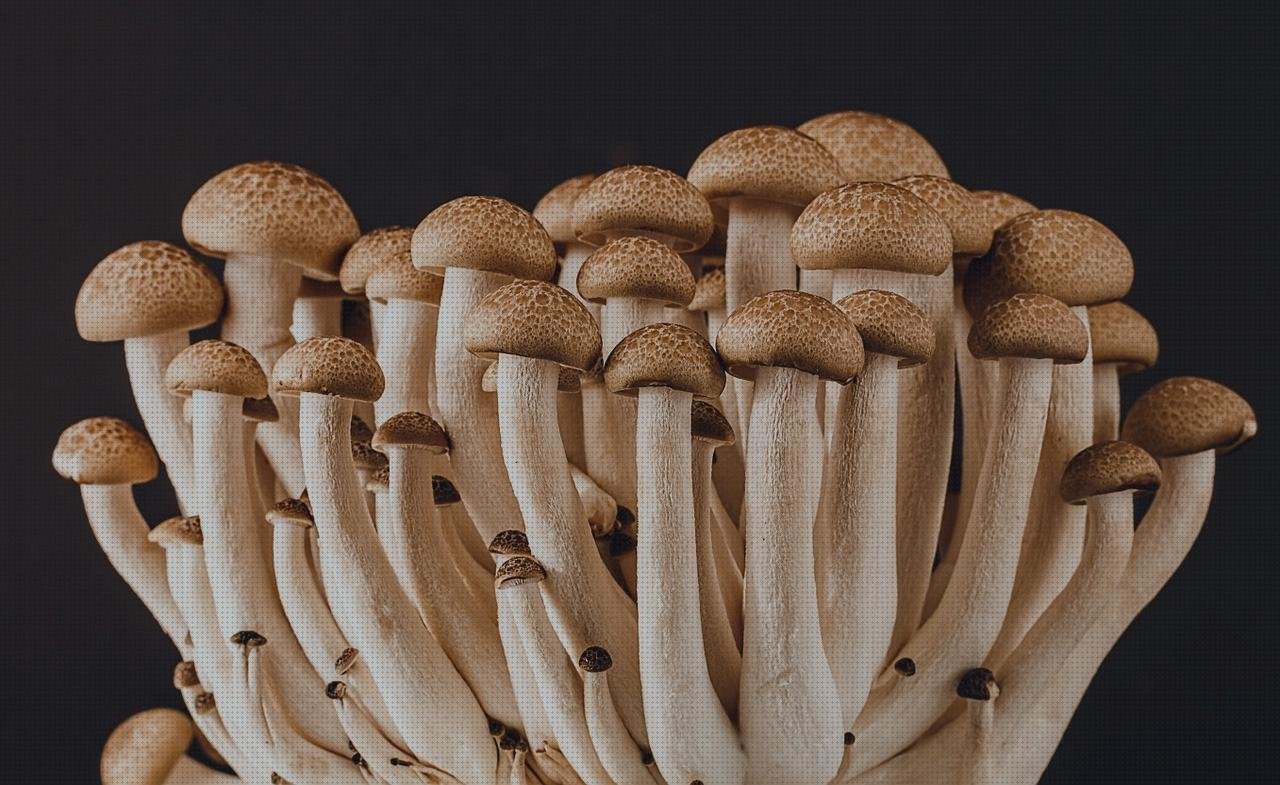 Las mejores marcas de esponja plastica fachadas ventiladas de policarbonato fachada policarbonato esponja melamínica