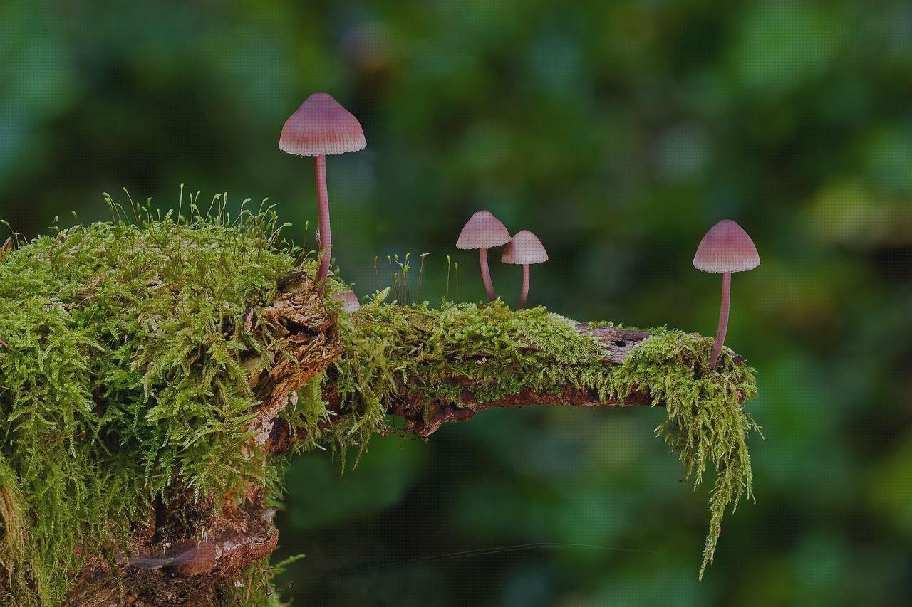 Las mejores esponja plastica fachadas ventiladas de policarbonato fachada policarbonato esponja melamínica
