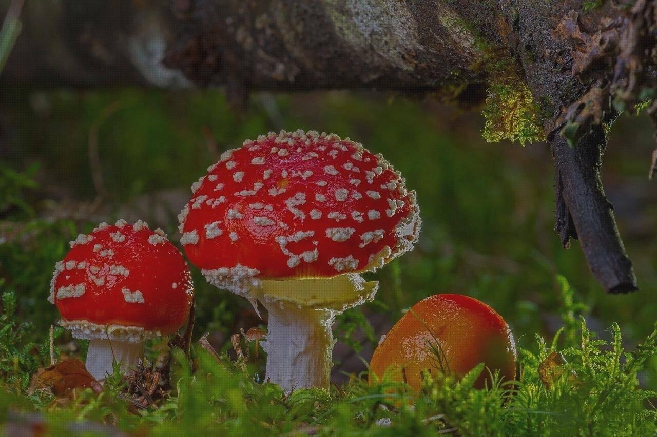 Las mejores 19 Esponjas De Látex