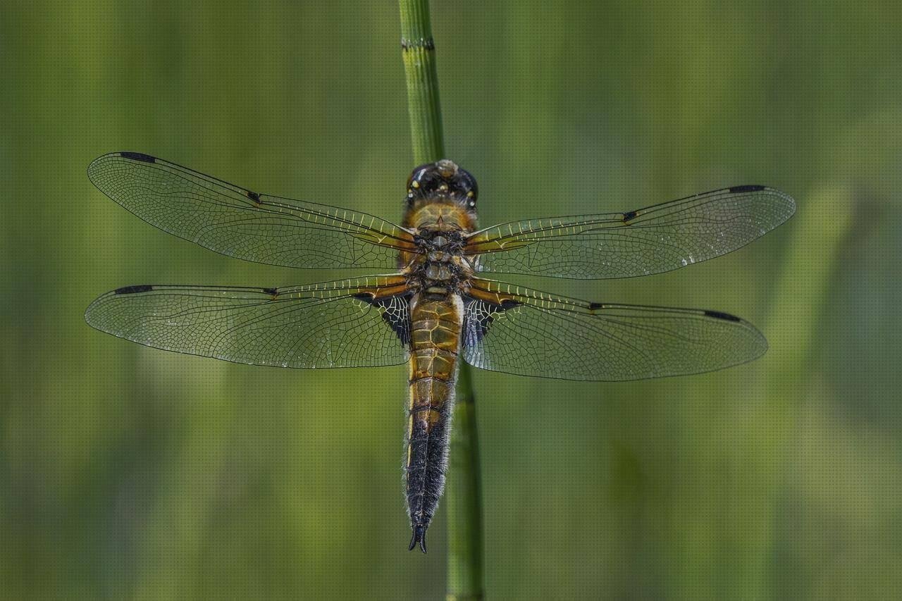 Las mejores Más sobre caja plástico infantiles Más sobre talonera silicona anatomicas Más sobre muñecas de silicona grandes espumadera silicona