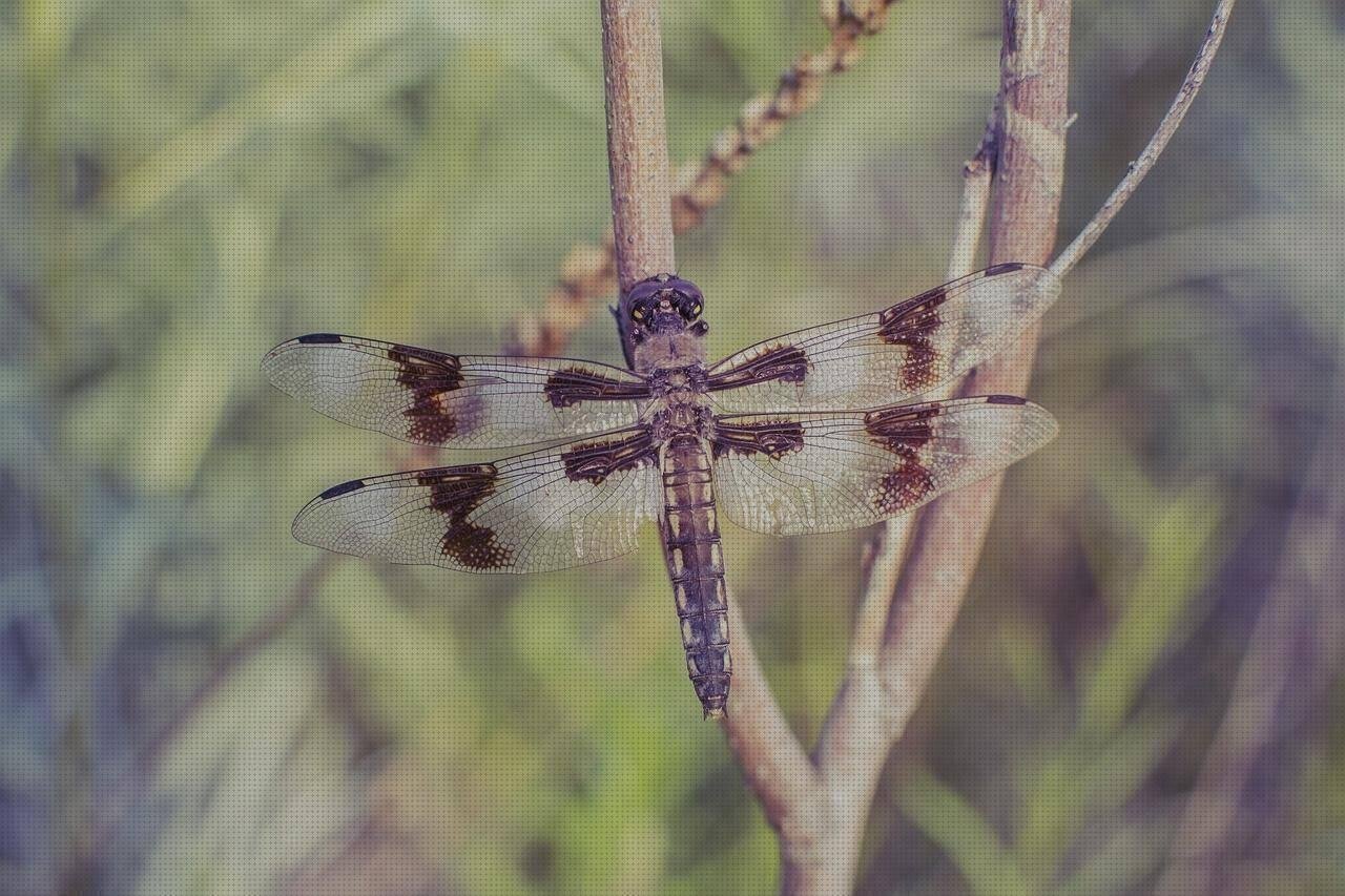 Review de espumadera silicona