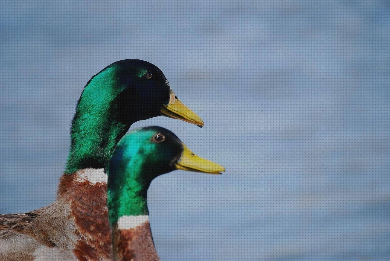 Review de estanque plastico