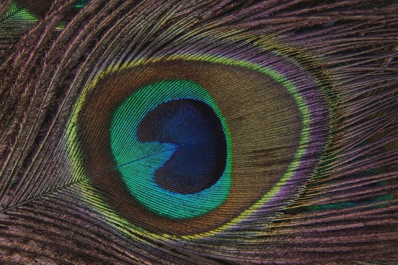 ¿Dónde poder comprar construcciones de plástico estructura cubierta policarbonato transparente?