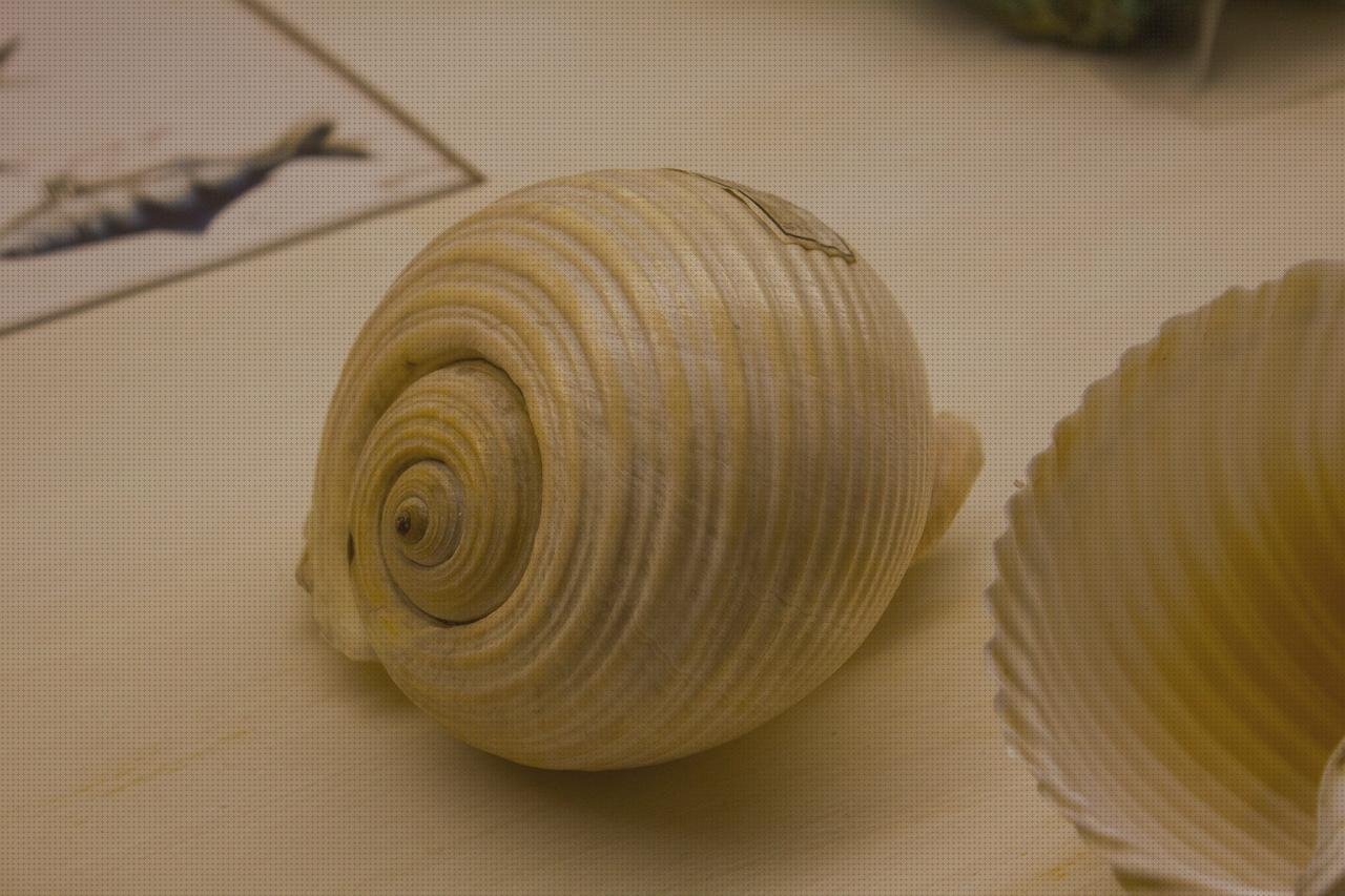 ¿Dónde poder comprar expositores de plástico plana de plástico llana de plástico expositor de plástico?