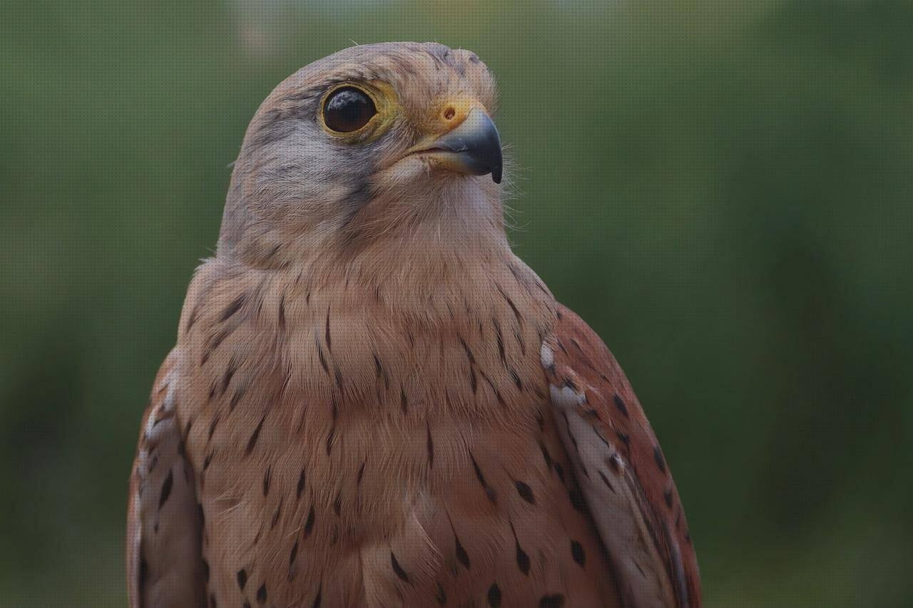 ¿Dónde poder comprar pisetas de plastico pisetas plasticas flotadores wc plástico falcas plastico?