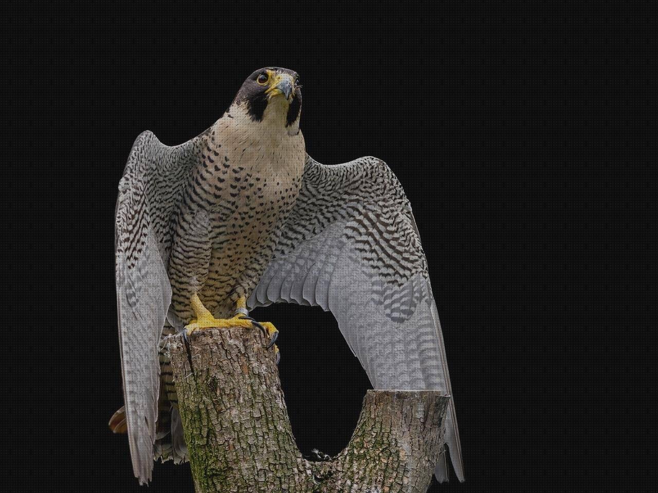 Las mejores marcas de pisetas de plastico pisetas plasticas flotadores wc plástico falcas plastico