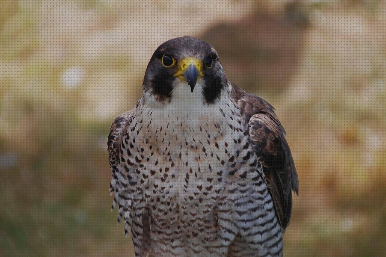 Review de falcas plastico