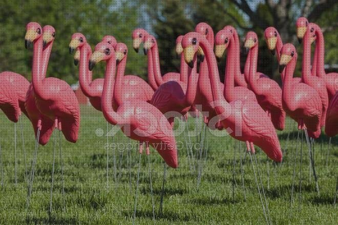 Review de flamencos rosas de plastico