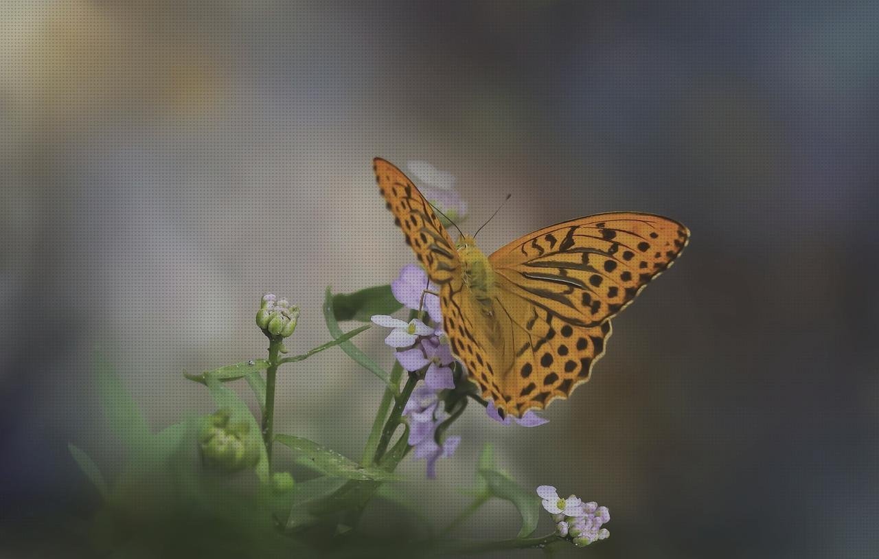 ¿Dónde poder comprar plato plástico flores con platos de plástico?