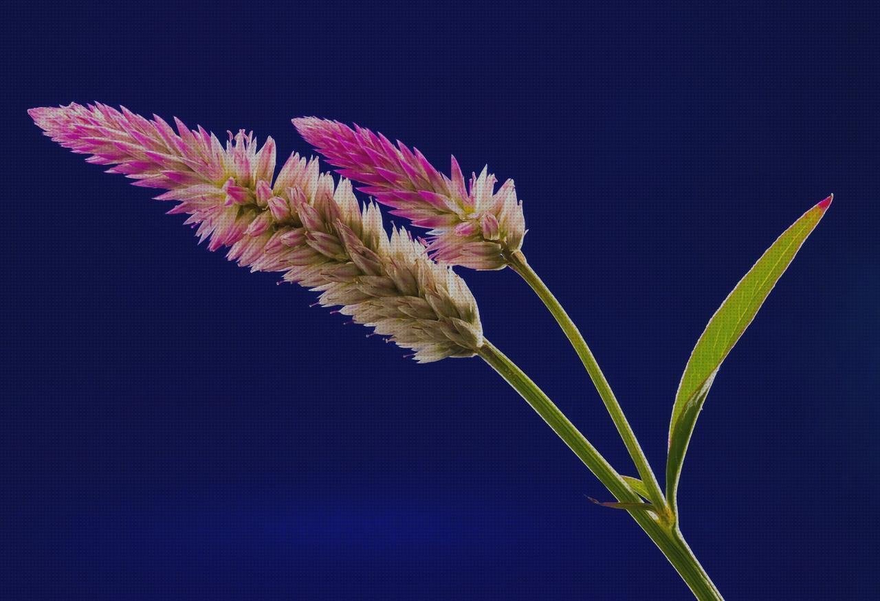 Las mejores marcas de plato plástico flores con platos de plástico