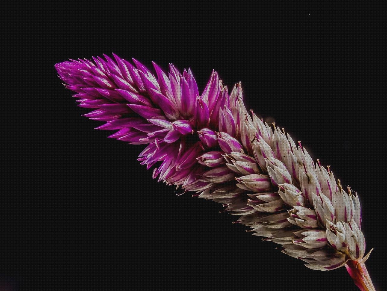 Las mejores plato plástico flores con platos de plástico