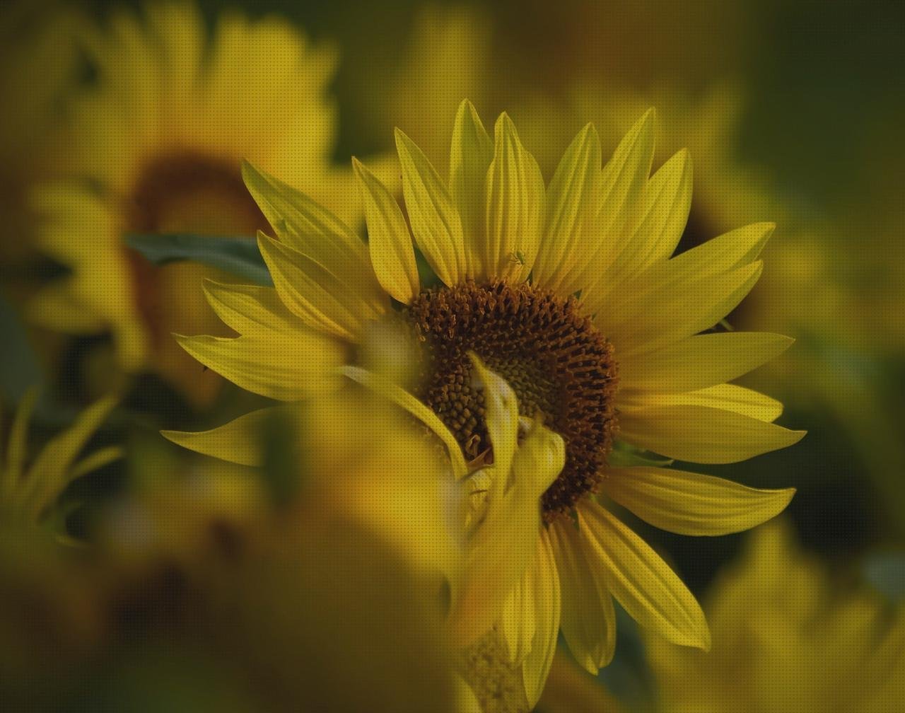 ¿Dónde poder comprar pisetas de plastico pisetas plasticas flotadores wc plástico floron plastico?