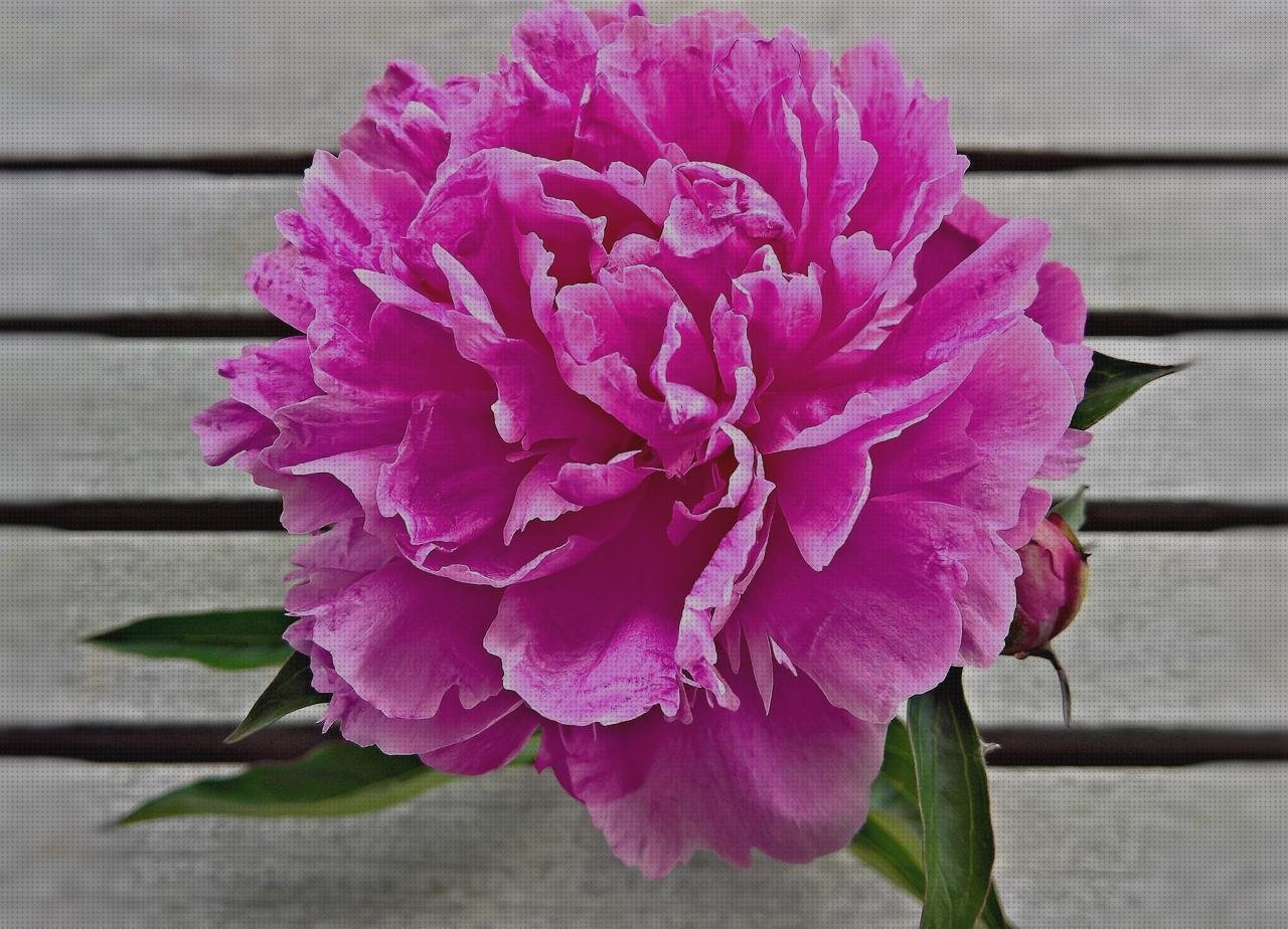 Las mejores marcas de pisetas de plastico pisetas plasticas flotadores wc plástico floron plastico