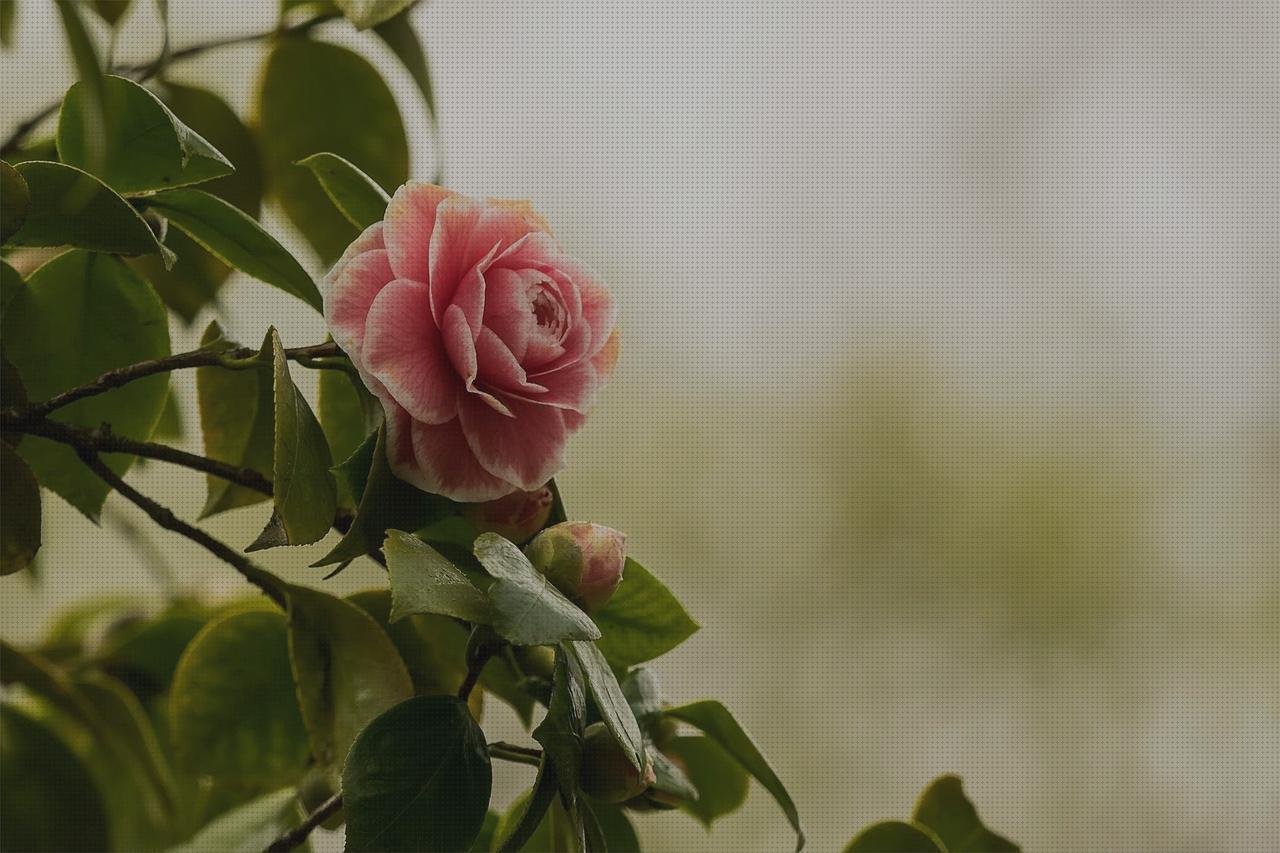 Análisis de los 9 mejores Floron De Plásticos