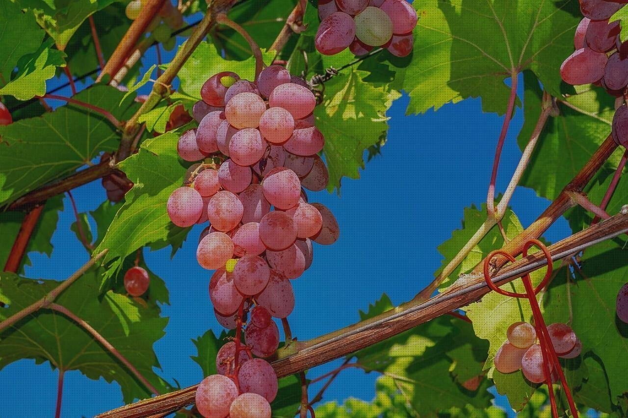 Las mejores marcas de bañera de plástico hichable señal v20 plastico homologada barata señal v20 plástico barata fruta mercadona sin plastico