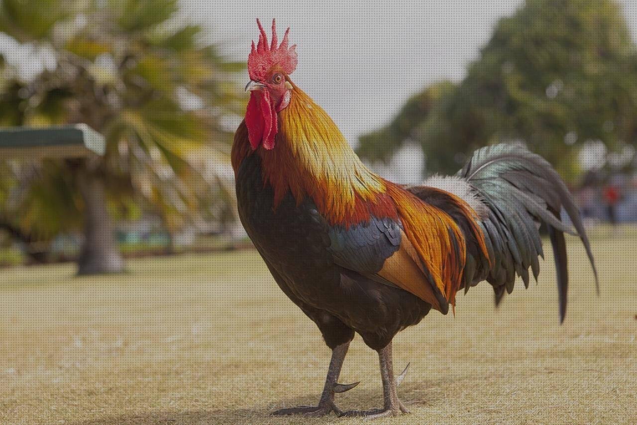 ¿Dónde poder comprar madera prensada tapa de melamina melamina prensada cerco de colonia en melamina gallo plastico?