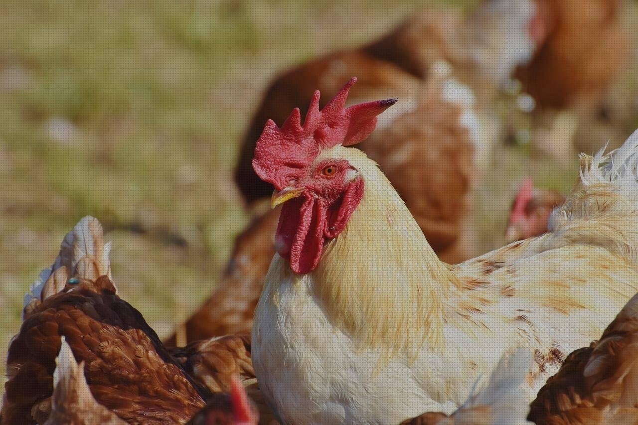 Las mejores marcas de madera prensada tapa de melamina melamina prensada cerco de colonia en melamina gallo plastico
