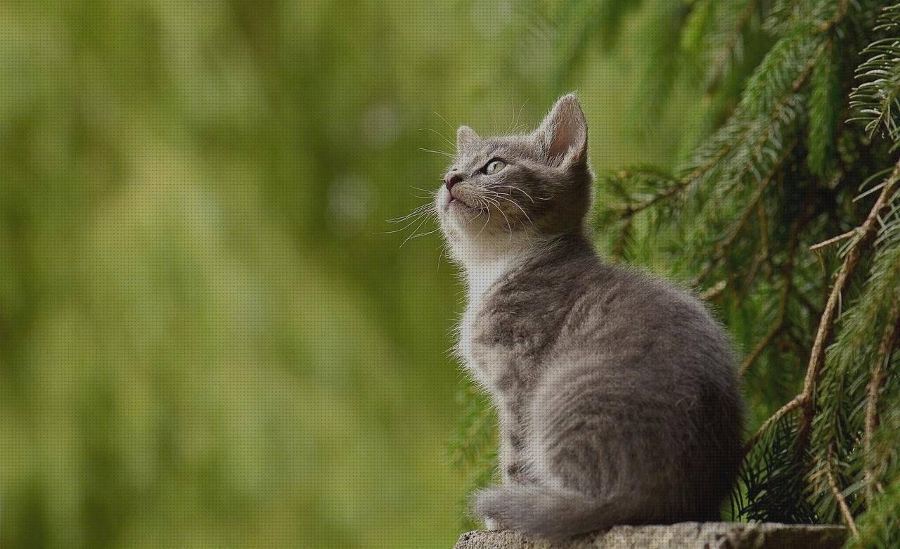 ¿Dónde poder comprar uñas silicona gatos Más sobre caja plástico infantiles Más sobre talonera silicona anatomicas gato de silicona?