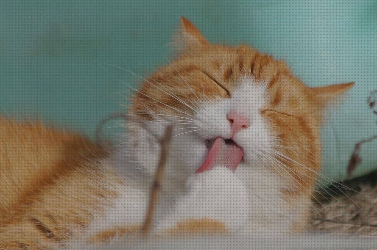 Las mejores uñas silicona gatos Más sobre caja plástico infantiles Más sobre talonera silicona anatomicas gato de silicona