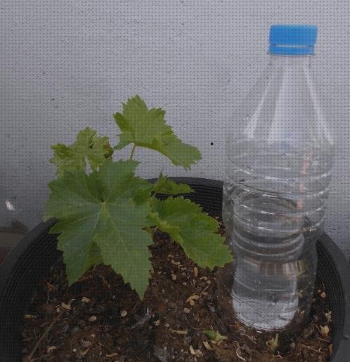 Los 22 Mejores Goteros Con Botellas De Plásticos