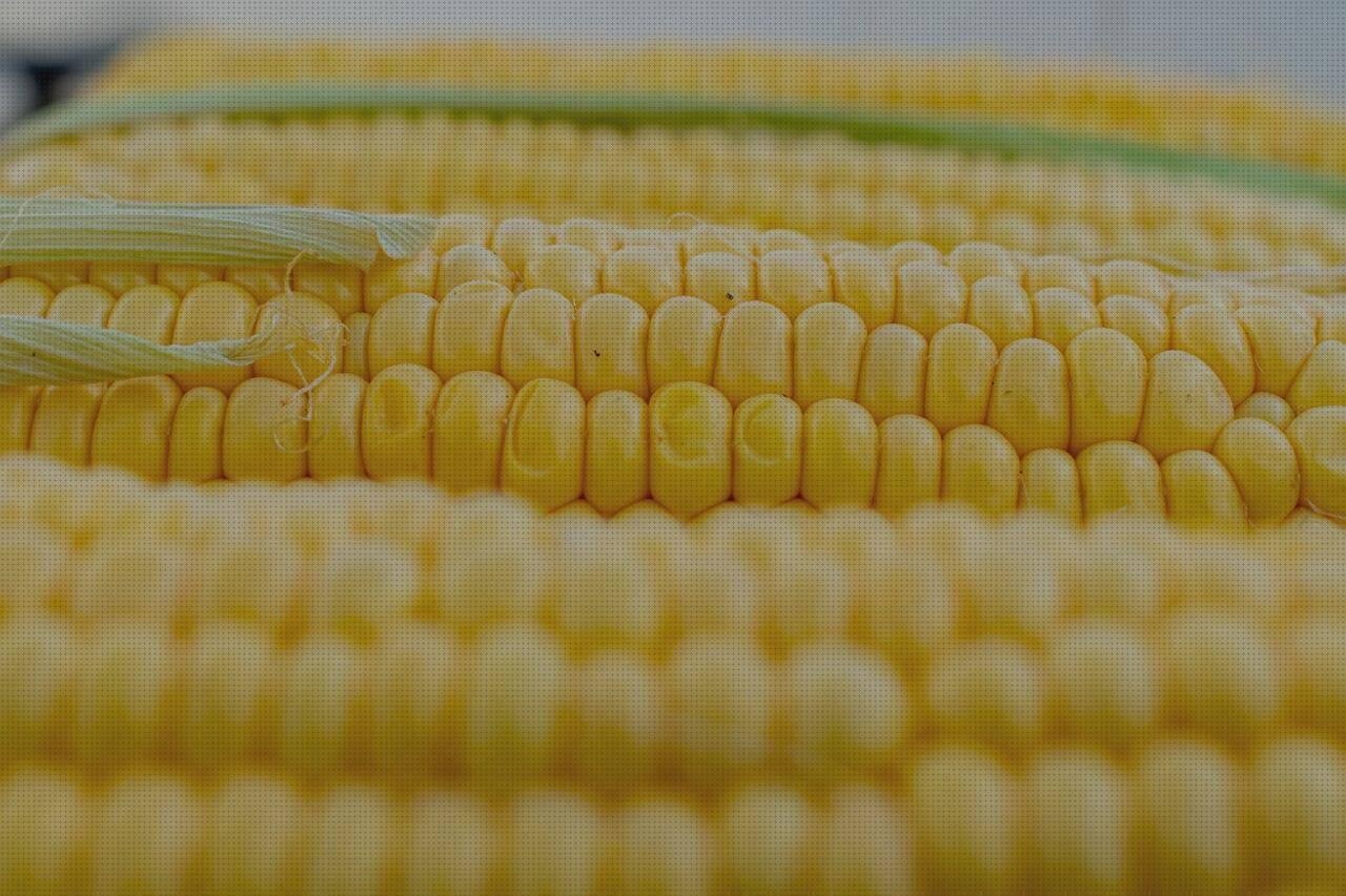 ¿Dónde poder comprar grillo de plástico?