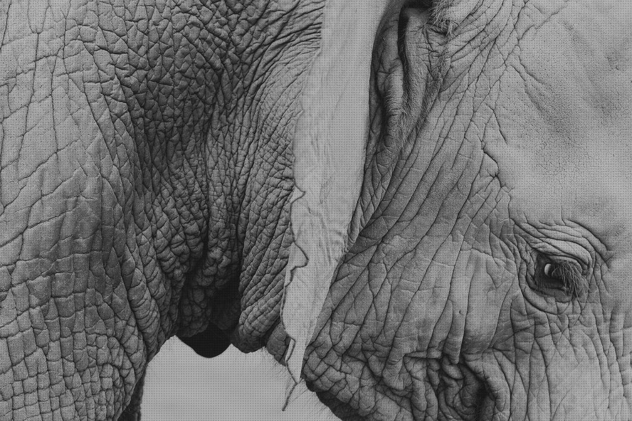 Las mejores planchas grueso de planchas de policarbonato teléfonos