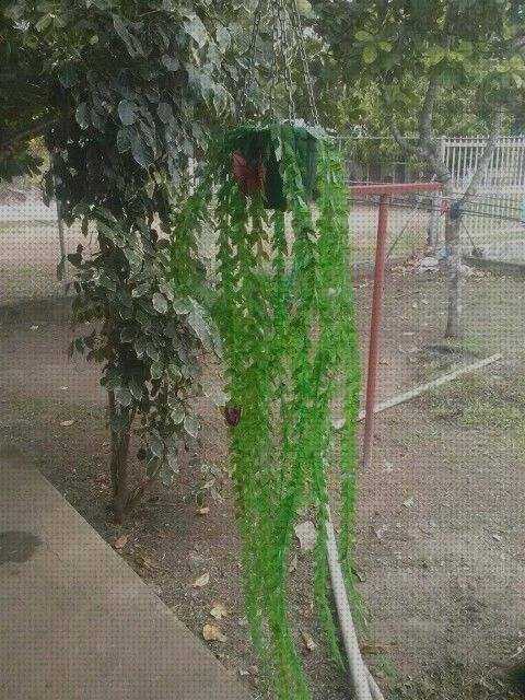 Las mejores marcas de helechos de plastico