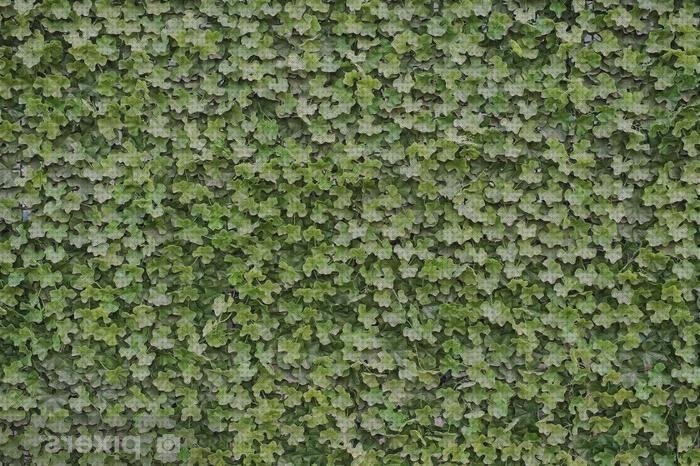 ¿Dónde poder comprar hiedras?