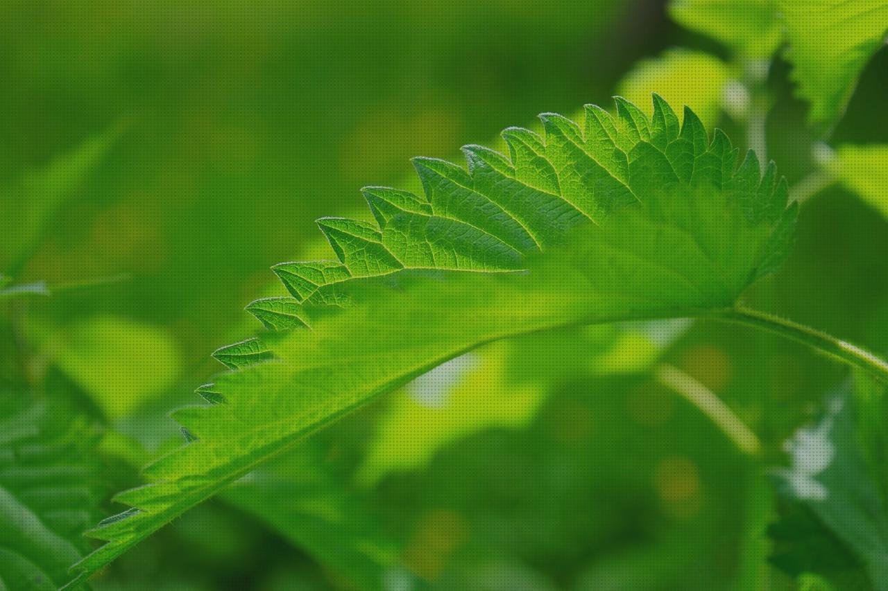 Review de hoja de lamina policarbonato