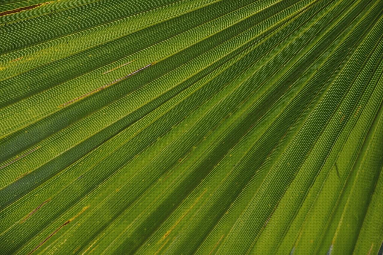 Las 11 Mejores Hoja Palmera De Plastico