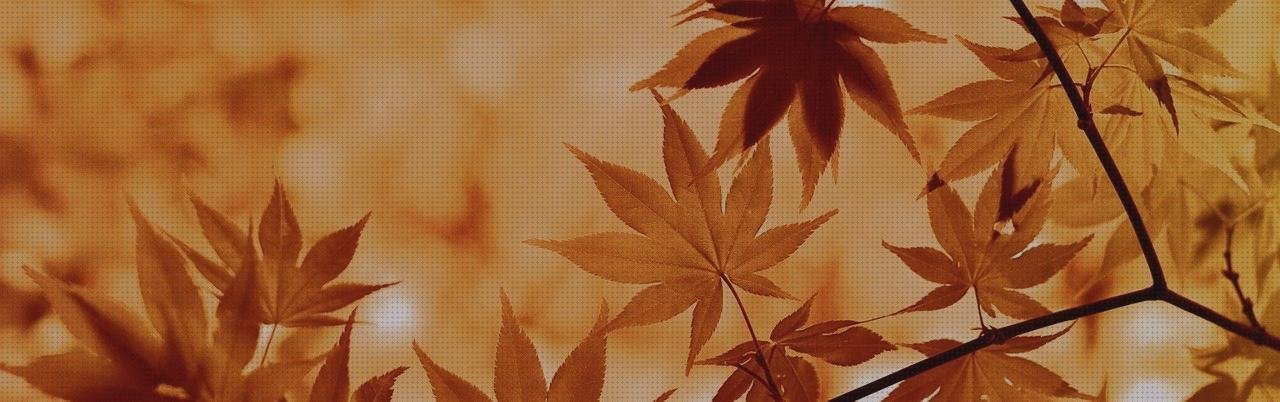 Análisis de las 8 mejores Hojas De Calar Melamina Makita