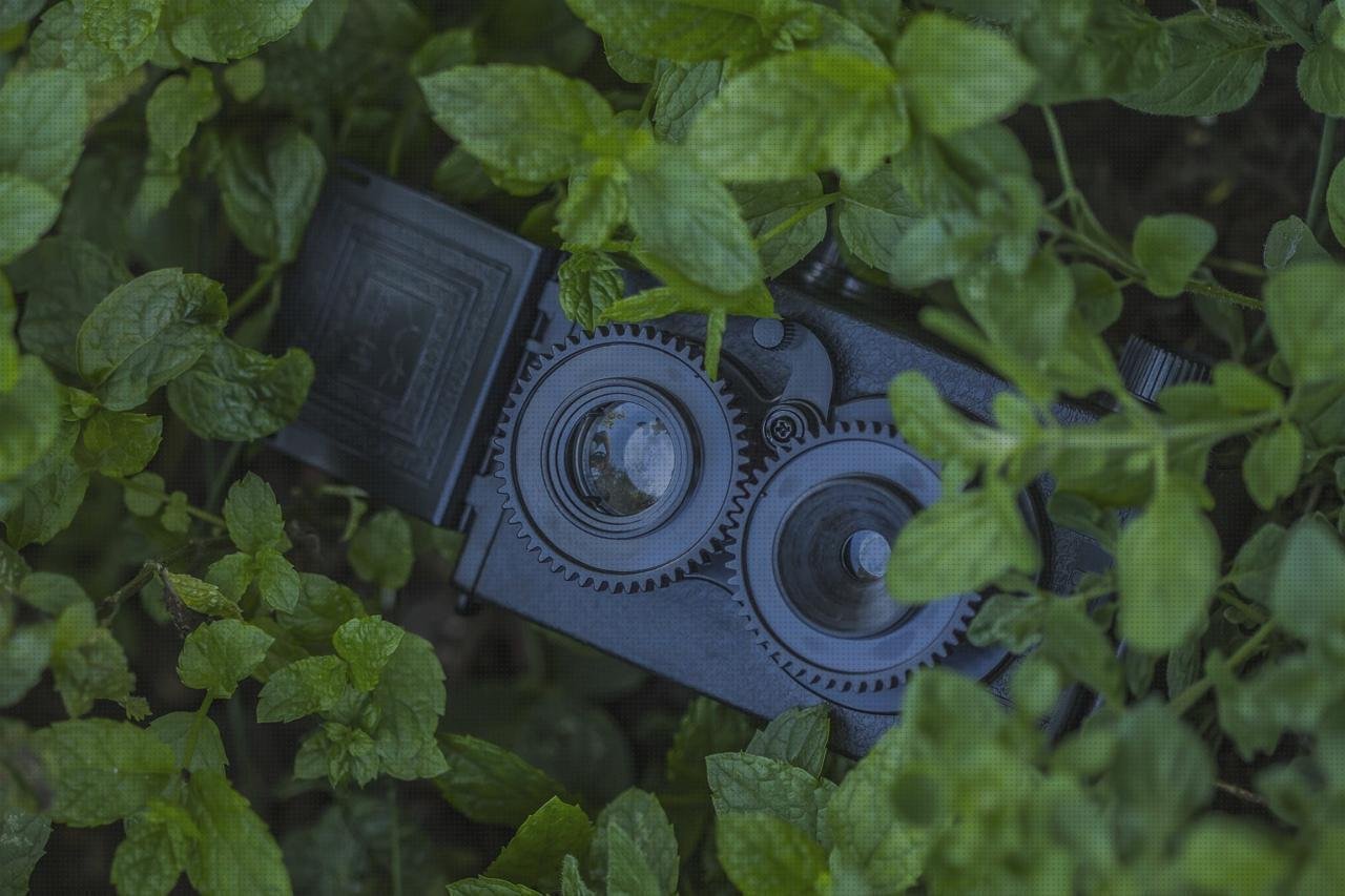 ¿Dónde poder comprar hojas plastico hojas verdes de plástico?