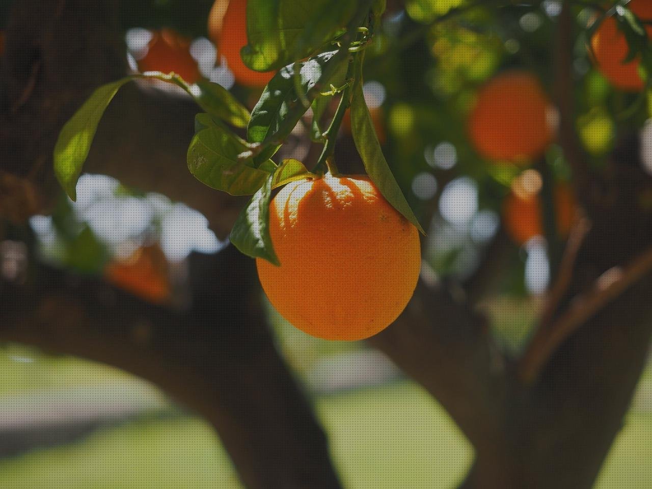 ¿Dónde poder comprar huerto vertical botellas de plástico disfraces con botellas de plástico botellas huerto vertical con botellas de plástico?
