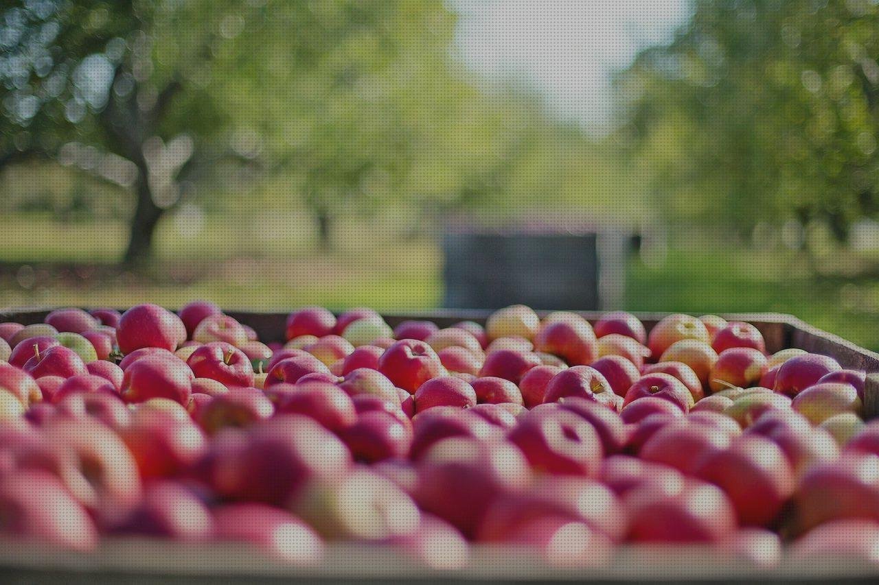 Review de huertos verticales con botellas de plástico