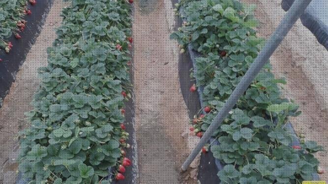 Las mejores impermeables