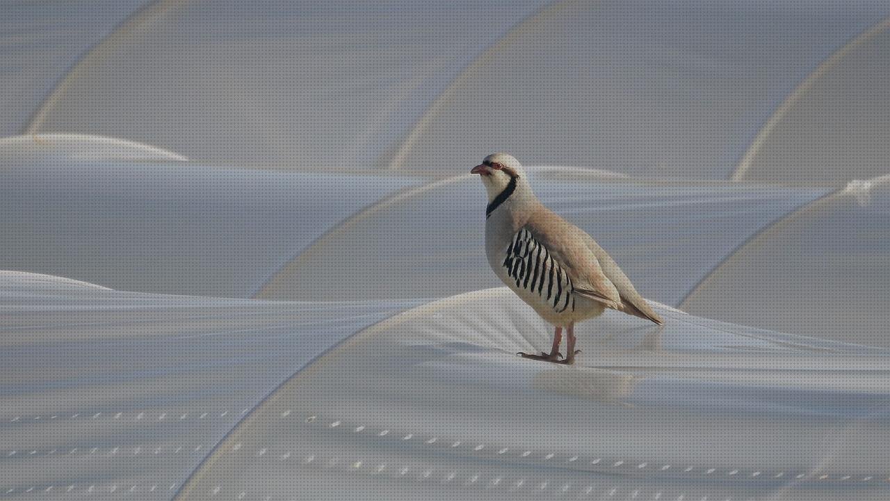 Los 9 Mejores Invernadero De Plastico Duro