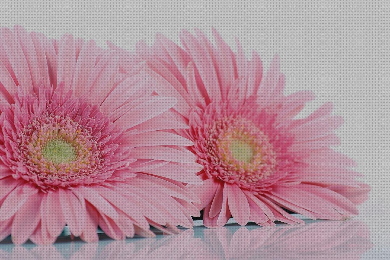 Las mejores marcas de plástico transparente invernaderos invernadero pared policarbonato