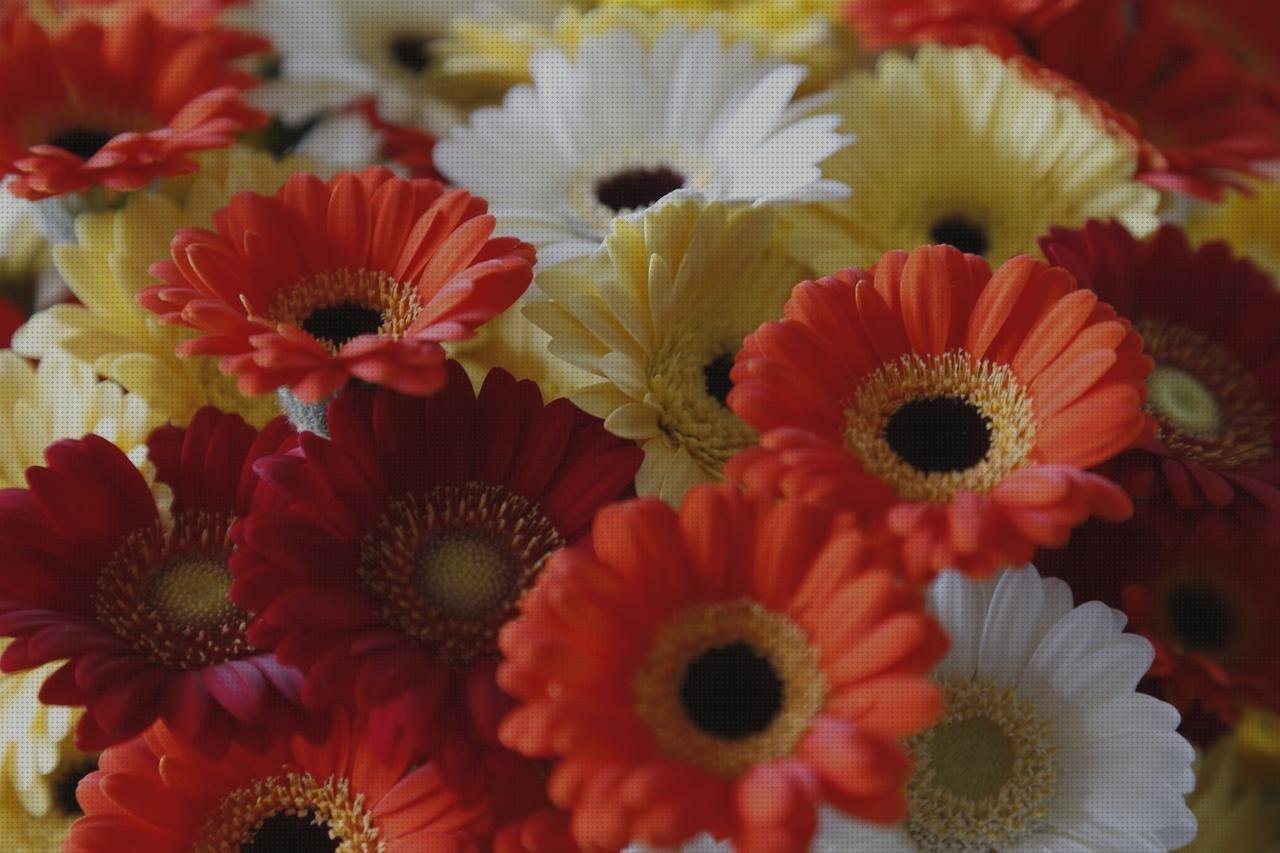 Las mejores plástico transparente invernaderos invernadero pared policarbonato