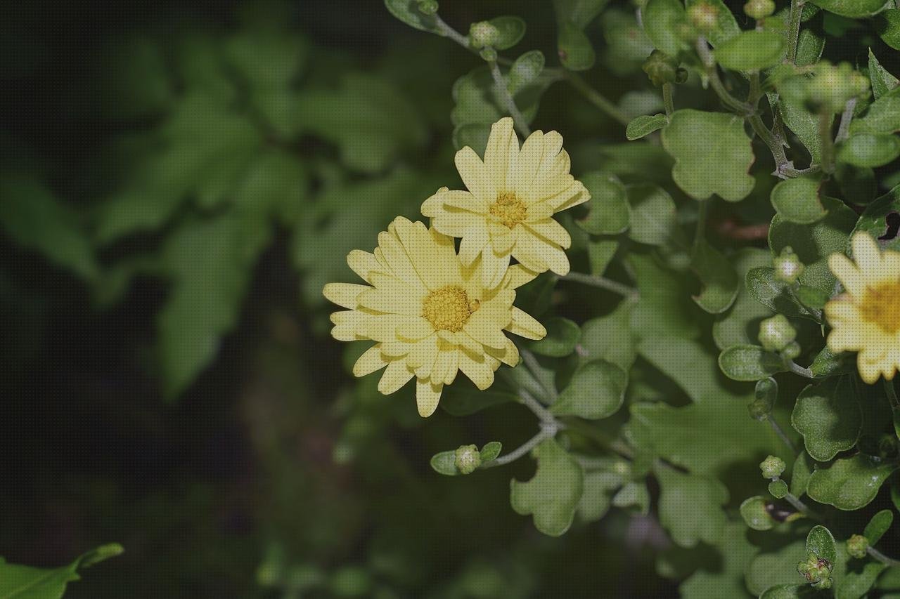 Las mejores plástico transparente invernaderos invernadero pequeño policarbonato