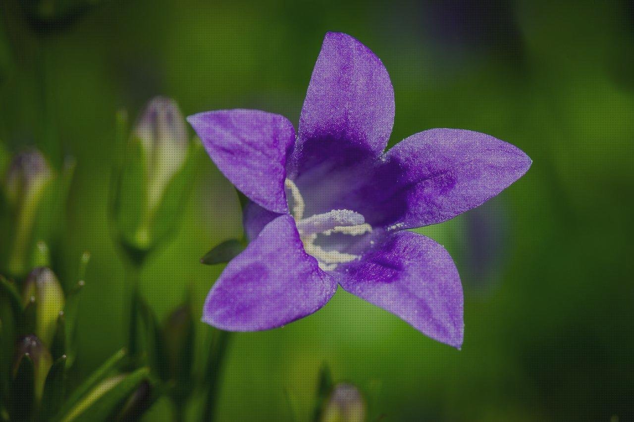 Las mejores plástico transparente invernaderos invernadero policarbonato lateral
