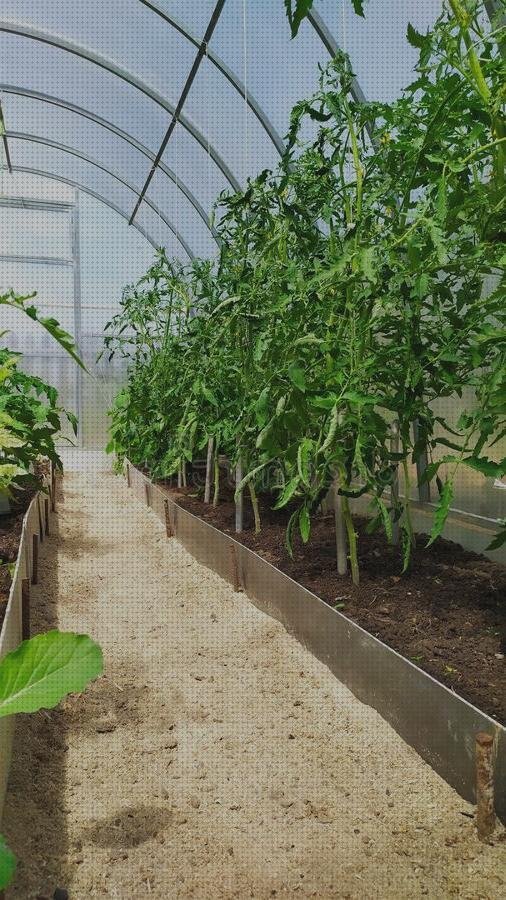 Los mejores 8 Invernadero Policarbonato Sin Suelo