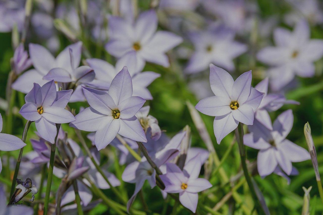 Review de invernadero policarbonato teléfonos barato
