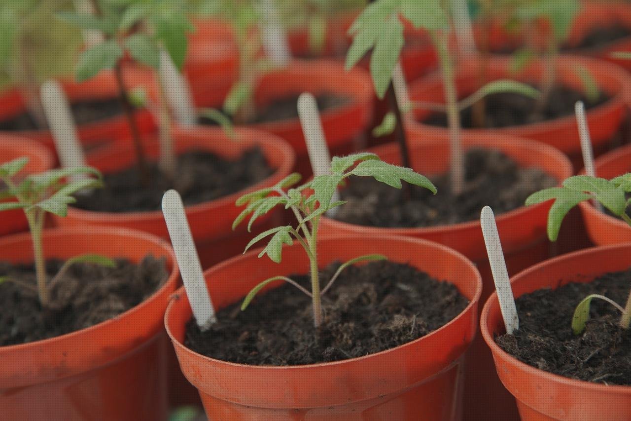 Las mejores plástico transparente invernaderos invernadero semillero policarbonato