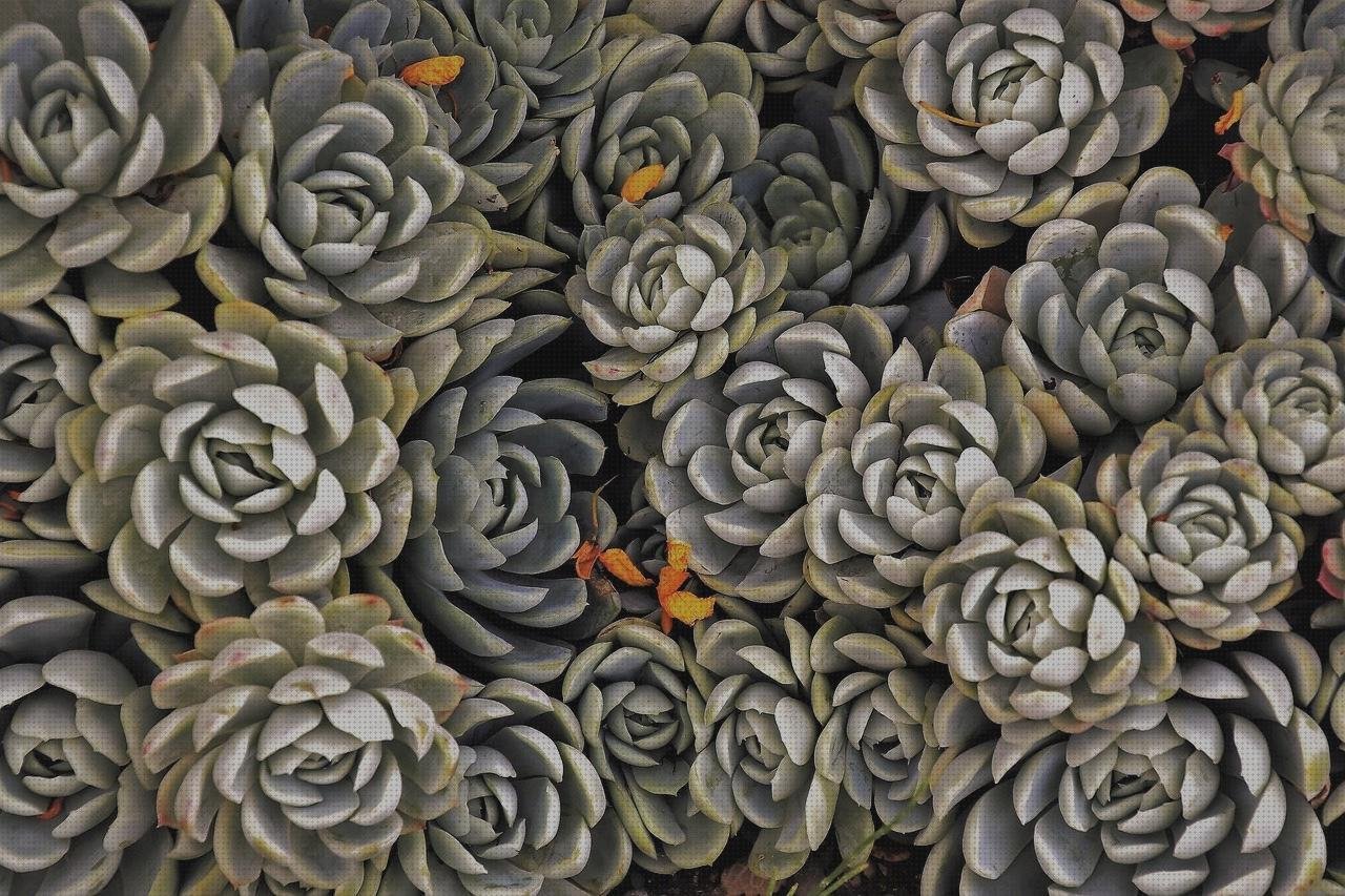 ¿Dónde poder comprar plástico transparente invernaderos invernaderos jardin policarbonato?