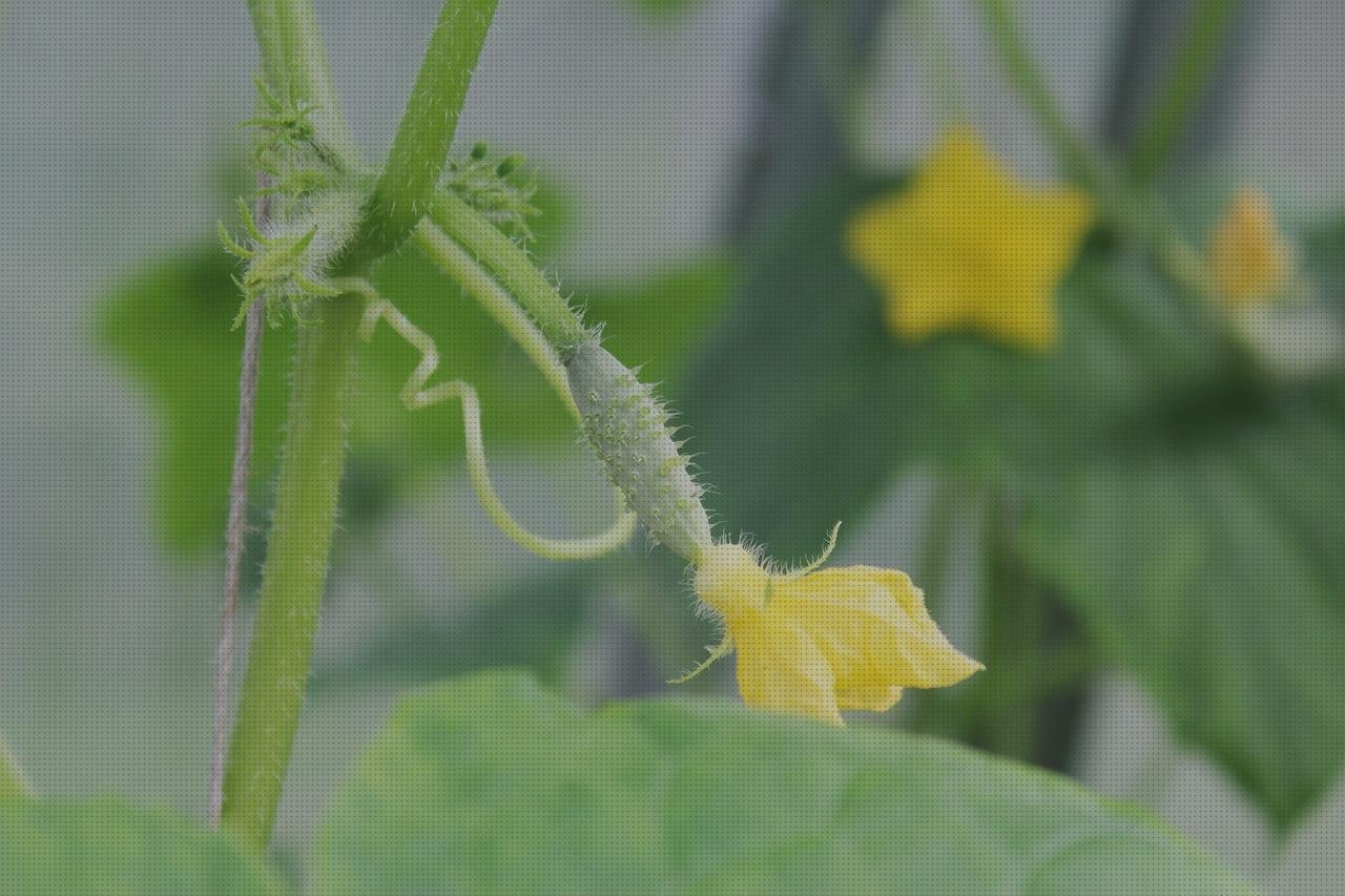 ¿Dónde poder comprar plástico transparente invernaderos invernaderos pequeños policarbonato?