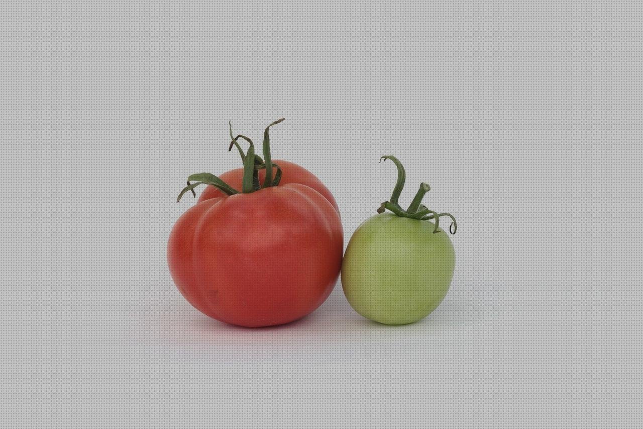 Los mejores 10 Invernaderos Pequeños Policarbonato