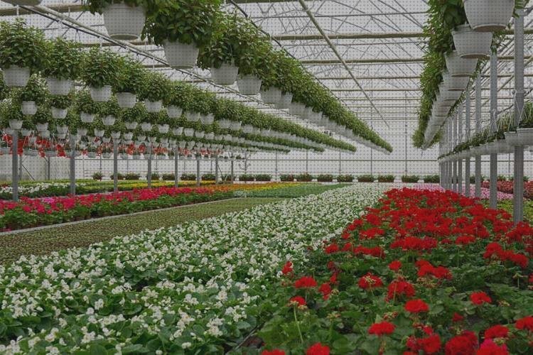 Las mejores plástico transparente invernaderos invernaderos rigidos de policarbonato